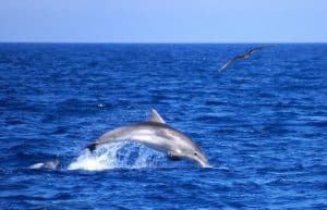 Italy - Dolphin and Marine Life Conservation in Sardinia20