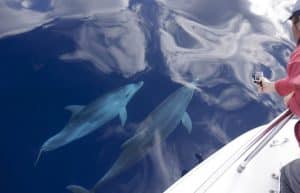 Italy - Dolphin and Marine Life Conservation in Sardinia21