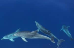 Italy - Dolphin and Marine Life Conservation in Sardinia22