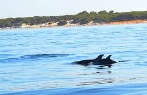 Italy - Dolphin and Marine Life Conservation in Sardinia23