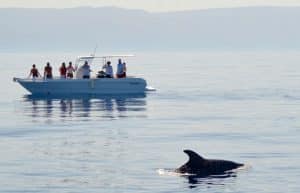 Italy - Dolphin and Marine Life Conservation in Sardinia25
