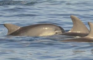 Italy - Dolphin and Marine Life Conservation in Sardinia28