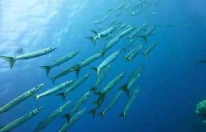 Italy - Dolphin and Marine Life Conservation in Sardinia29