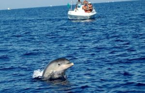 Italy - Dolphin and Marine Life Conservation in Sardinia4