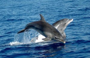 Italy - Dolphin and Marine Life Conservation in Sardinia6