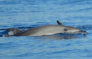 Italy - Dolphin and Marine Life Conservation in Sardinia9