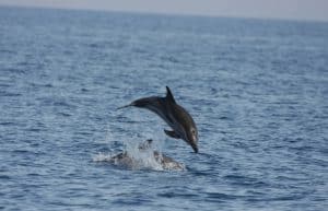 Italy - Liveaboard Dolphin Research Expedition10