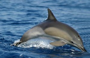 Italy - Liveaboard Dolphin Research Expedition2