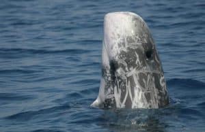 Italy - Liveaboard Dolphin Research Expedition22