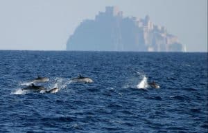 Italy - Liveaboard Dolphin Research Expedition24