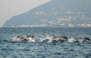Italy - Liveaboard Dolphin Research Expedition26
