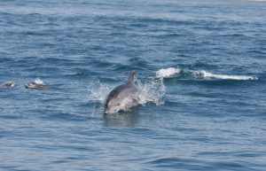 Italy - Liveaboard Dolphin Research Expedition5