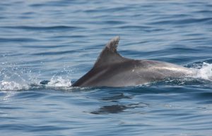 Italy - Liveaboard Dolphin Research Expedition7