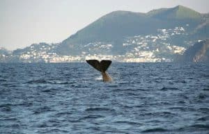 Italy - Liveaboard Dolphin Research Expedition8