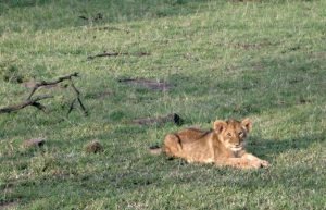 Kenya - Maasai Mara Lion and Wildlife Conservation10