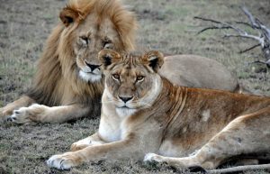 Kenya - Maasai Mara Lion and Wildlife Conservation12