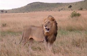 Kenya - Maasai Mara Lion and Wildlife Conservation14