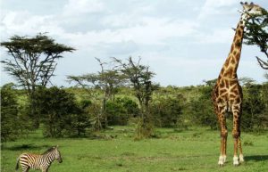 Kenya - Maasai Mara Lion and Wildlife Conservation18