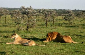 Kenya - Maasai Mara Lion and Wildlife Conservation19