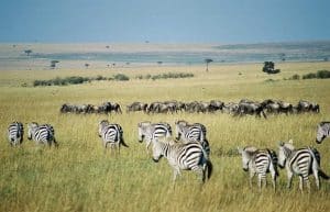 Kenya - Maasai Mara Lion and Wildlife Conservation7
