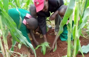 Kenya - Sustainable Village Agriculture11