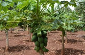 Kenya - Sustainable Village Agriculture14