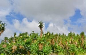 Kenya - Sustainable Village Agriculture3