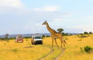 Kenya - Teaching, Maasai Mara and Beach Road Trip2