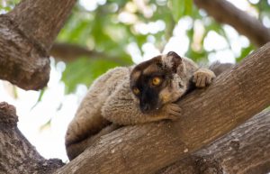 Madagascar - Lemur Conservation10