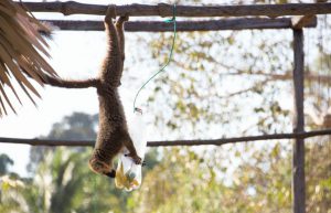 Madagascar - Lemur Conservation14