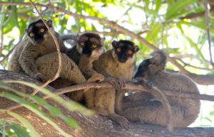 Madagascar - Lemur Conservation17