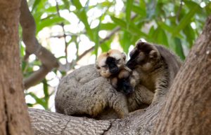Madagascar - Lemur Conservation19