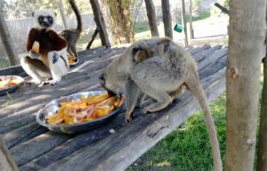 Madagascar - Lemur Conservation20