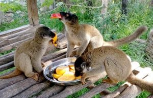 Madagascar - Lemur Conservation26