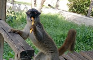 Madagascar - Lemur Conservation27