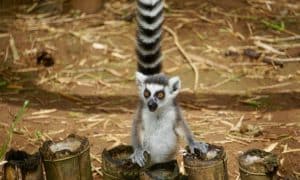 Madagascar - Lemur Conservation30