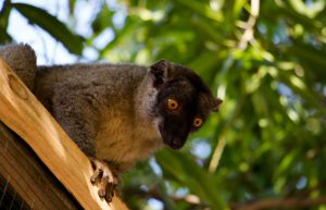Madagascar - Lemur Conservation31
