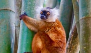 Madagascar - Lemur Conservation6