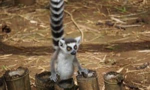 Madagascar - Lemur Conservation7