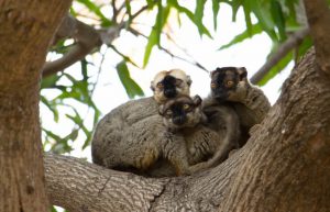 Madagascar - Lemur Conservation8