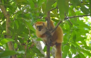 Madagascar - Wildlife Research and Conservation3
