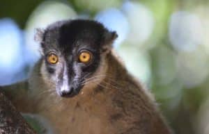 Madagascar - Wildlife Research and Conservation5