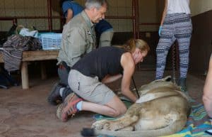 Malawi - Wildlife Rescue Center Veterinary Internship12