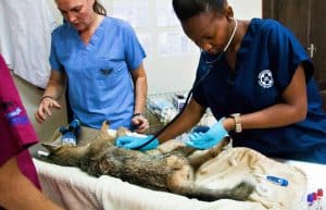 Malawi - Wildlife Rescue Center Veterinary Internship13