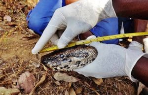 Malawi - Wildlife Rescue Center Veterinary Internship15