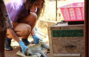 Malawi - Wildlife Rescue Center Veterinary Internship16