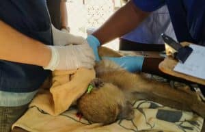 Malawi - Wildlife Rescue Center Veterinary Internship21