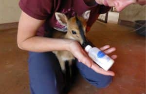 Malawi - Wildlife Rescue Center Veterinary Internship4