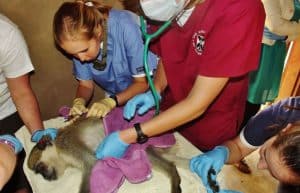 Malawi - Wildlife Rescue Center Veterinary Internship5