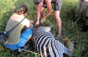 Malawi - Wildlife Rescue Center Veterinary Internship6